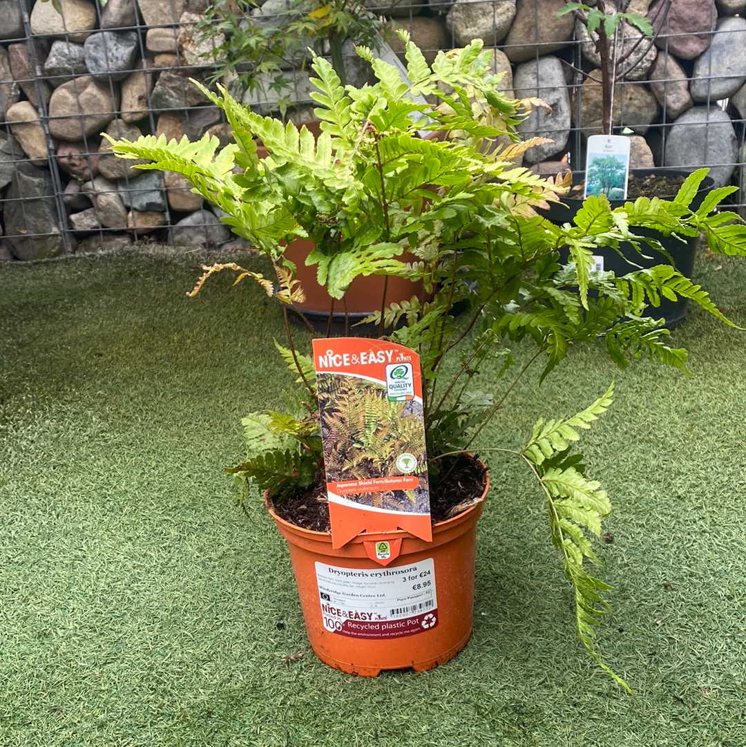 Japanese Shield Fern (Dryopteris Erythrosora) - Image 2