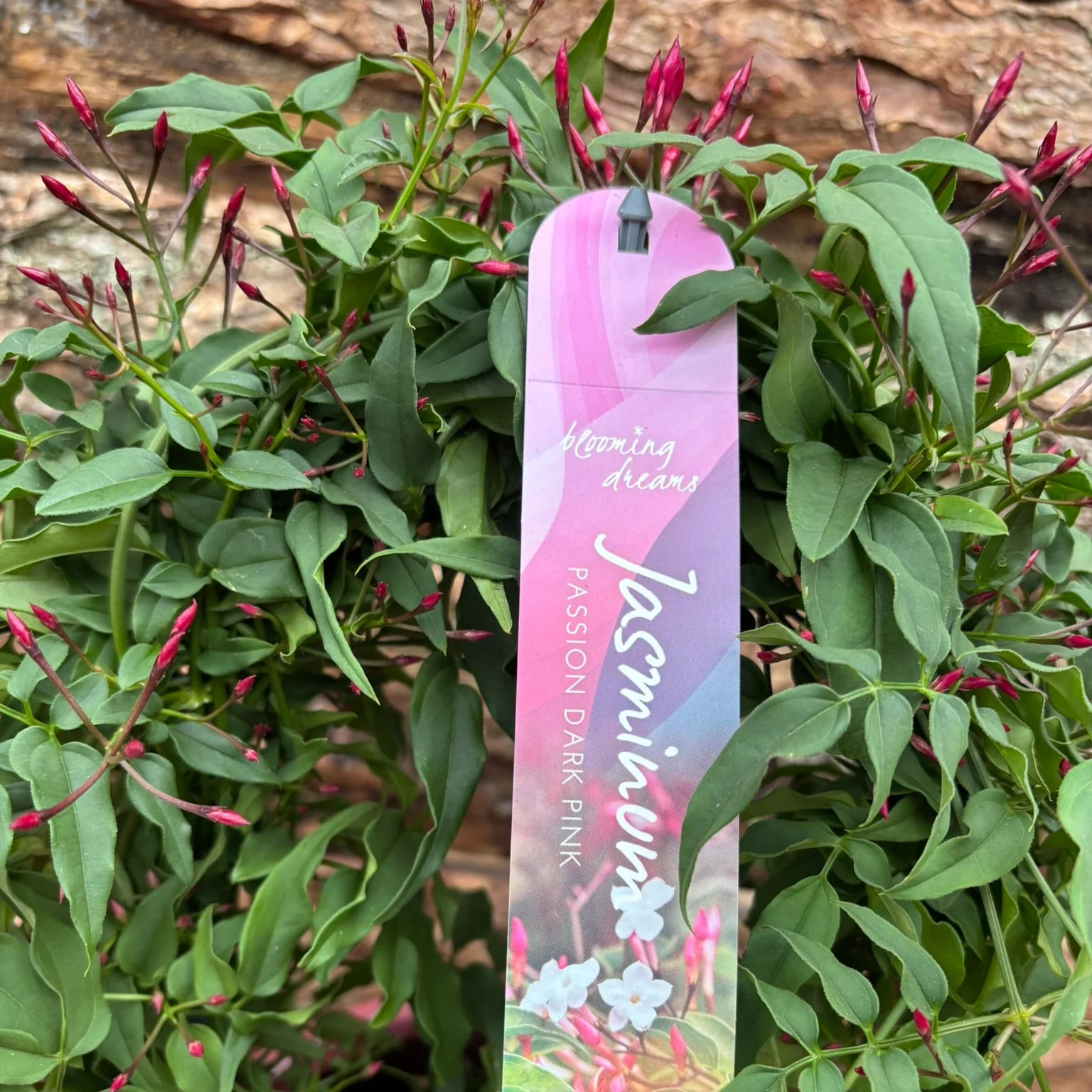 Jasmin with a 19cm pot - Image 2