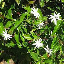 JASMINUM ANGEL WINGS - Image 2