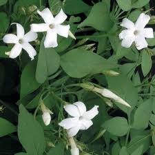 JASMINUM OFFICINALIS