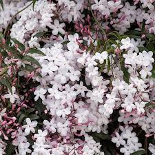 Jasminum polyanthum - Image 2