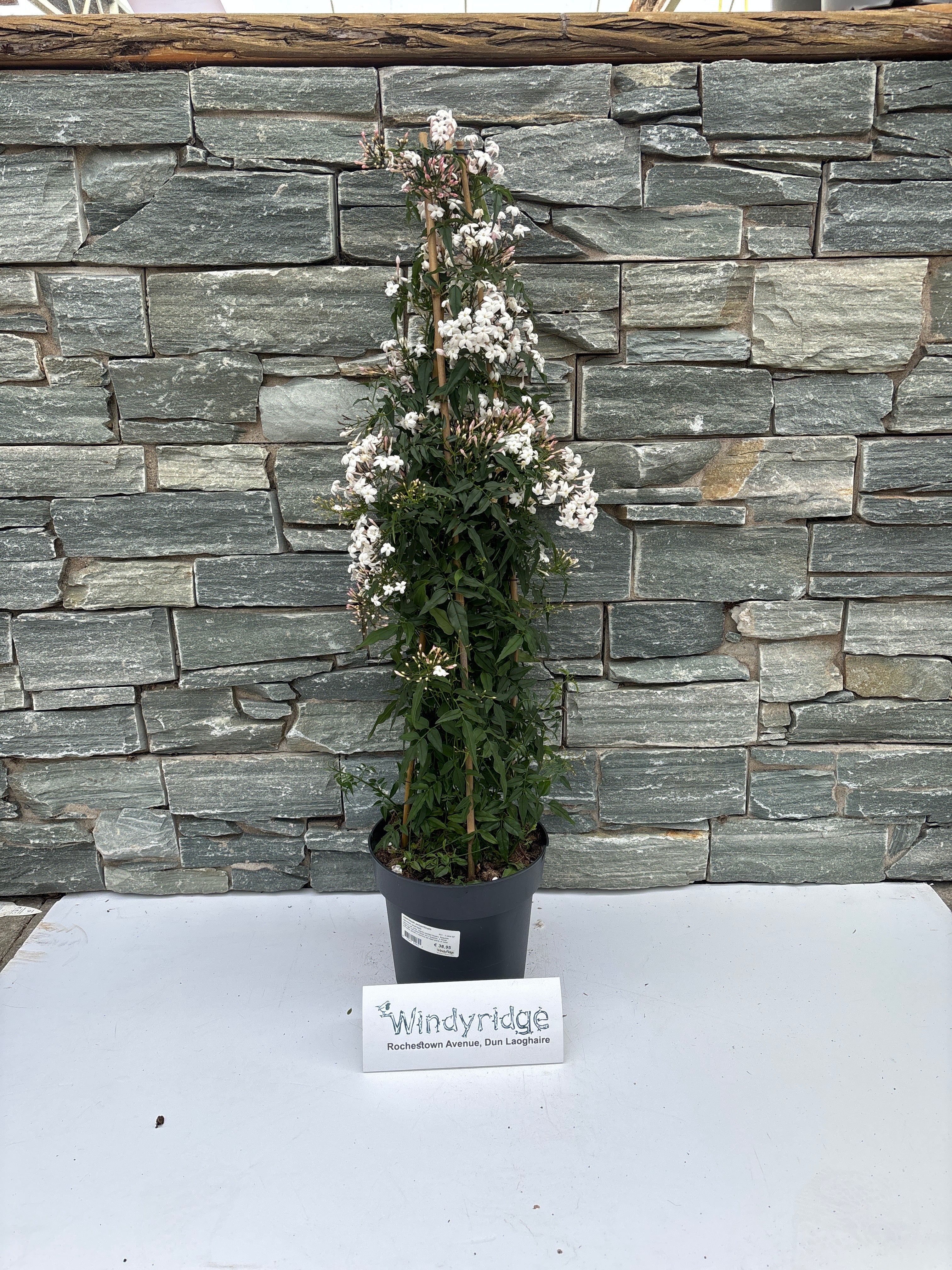 Jasminum polyanthum / P21 - 3 cane pyr - Image 3