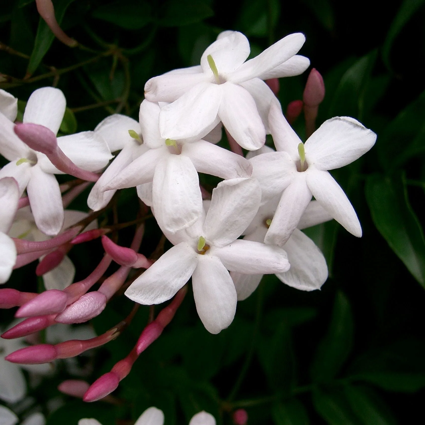 JASMINUM POLYANTHUS - Image 2