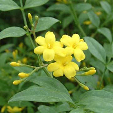 Jasminum revolutum