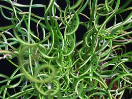 Juncus effusus Spiralis