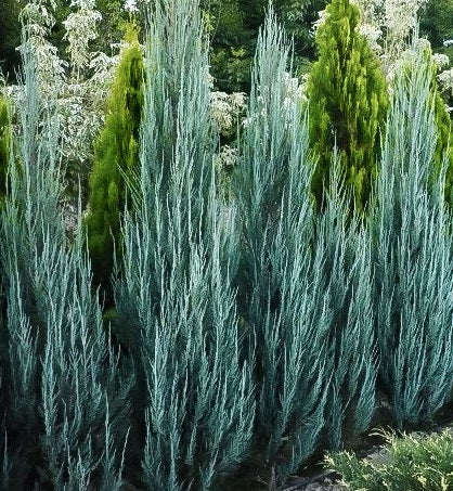 Juniperus Blue Arrow