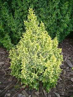 Juniperus pingii Hulsdonk Yellow