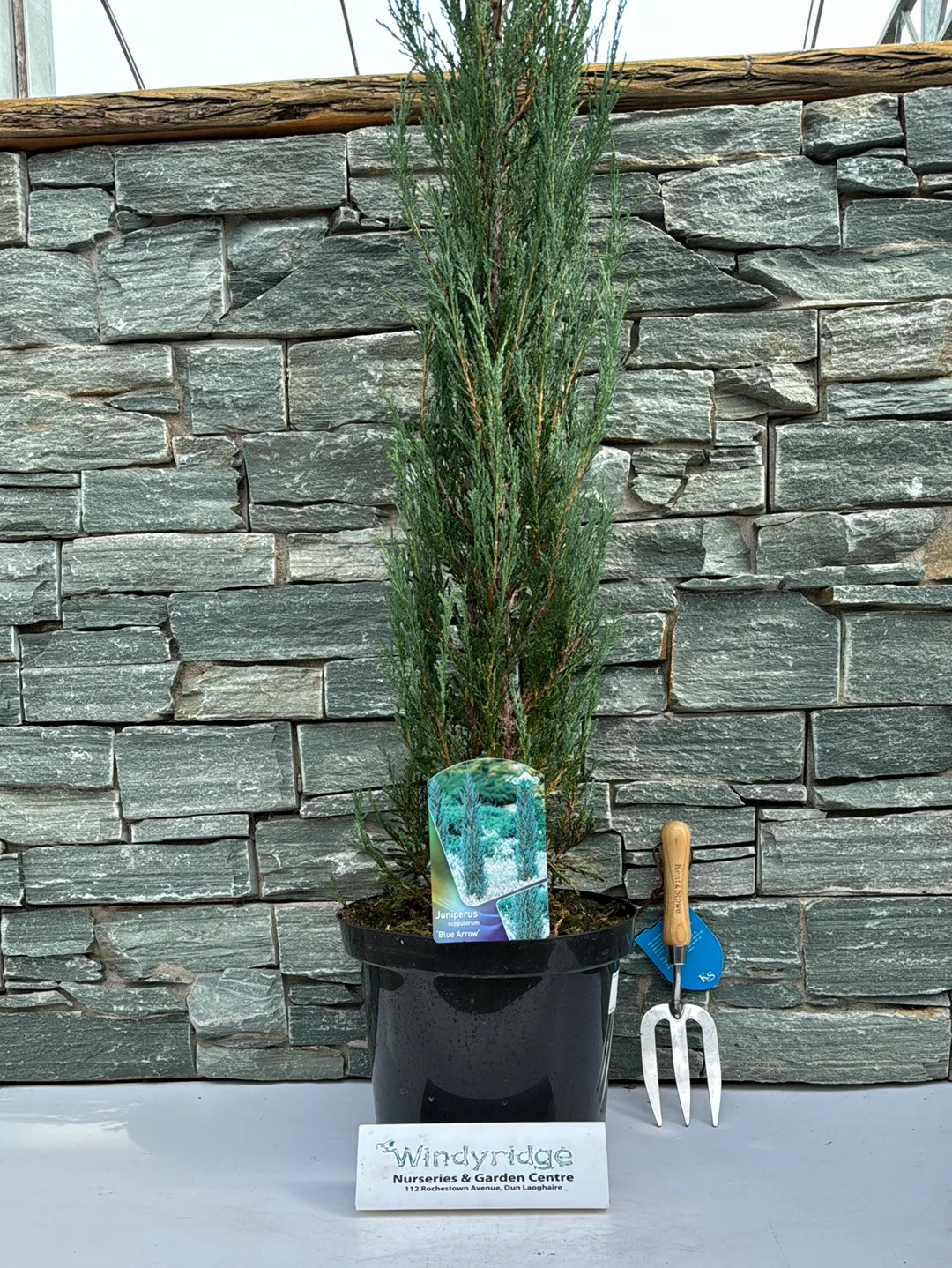 Juniperus scop. Blue Arrow - Image 2