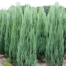 Juniperus scop. Blue Arrow - Image 3