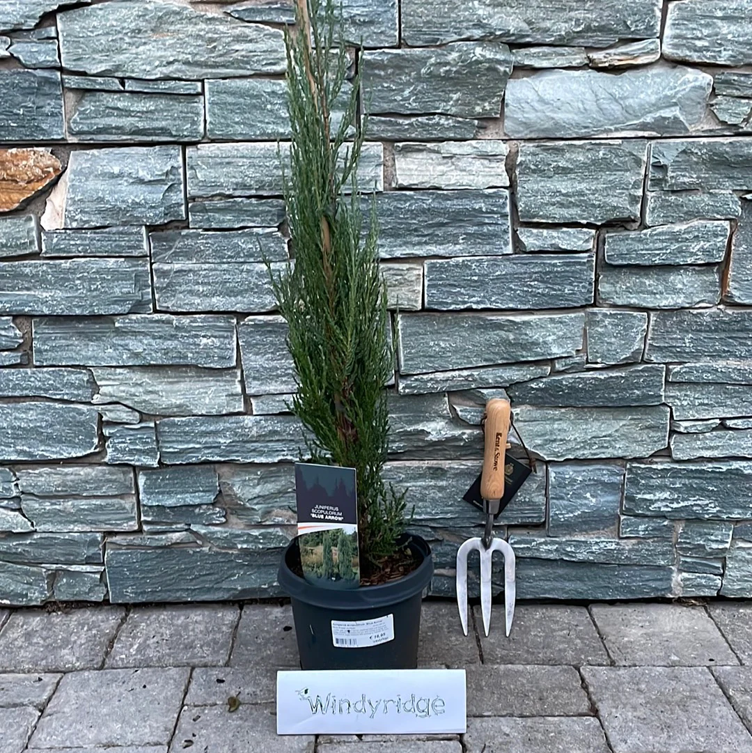 Juniperus scopulorum Blue Arrow  50-60 CM C3 - Image 2