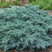 Juniperus squa. Blue Star - Image 2