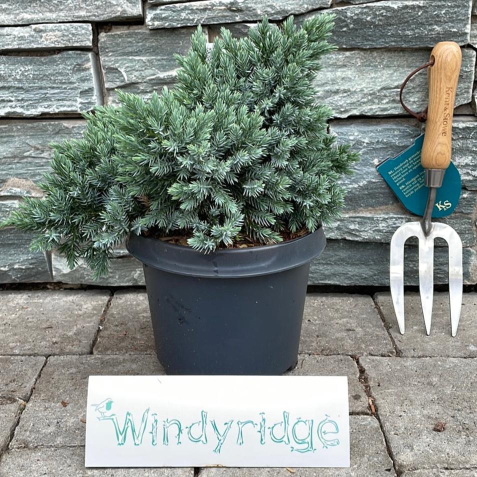 Juniperus squa. Blue Star - Image 3