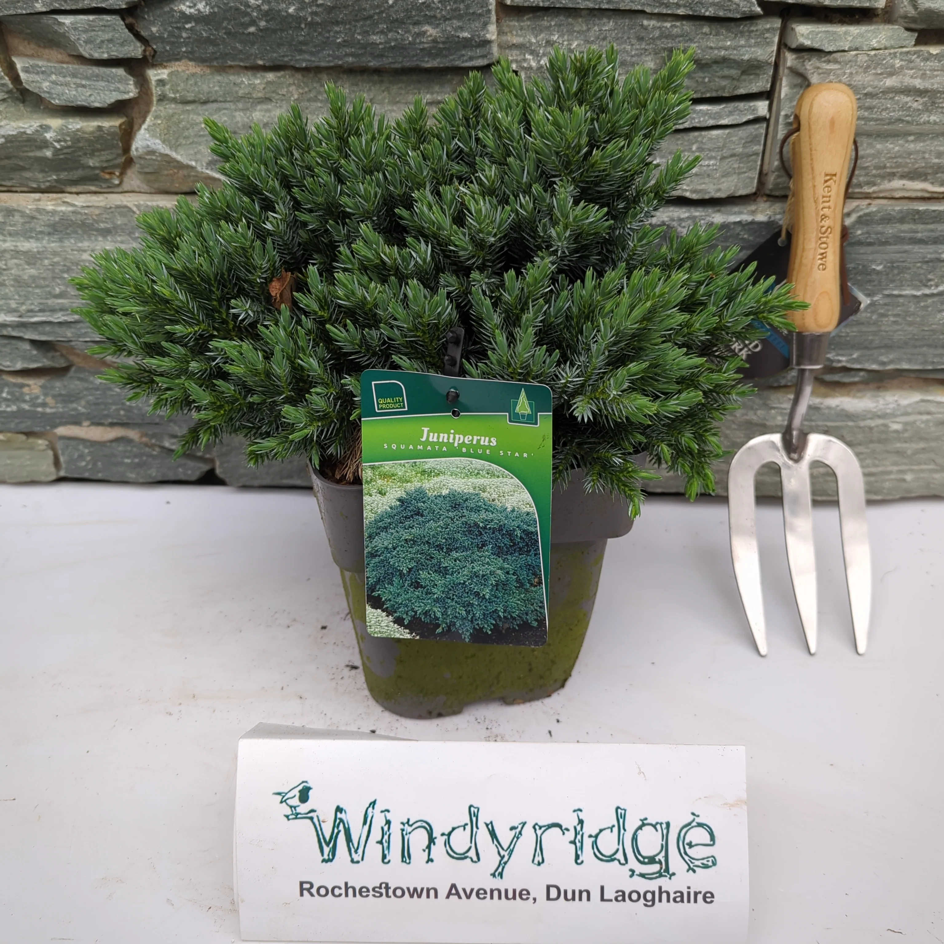 Juniperus squamata Blue Star - Image 2