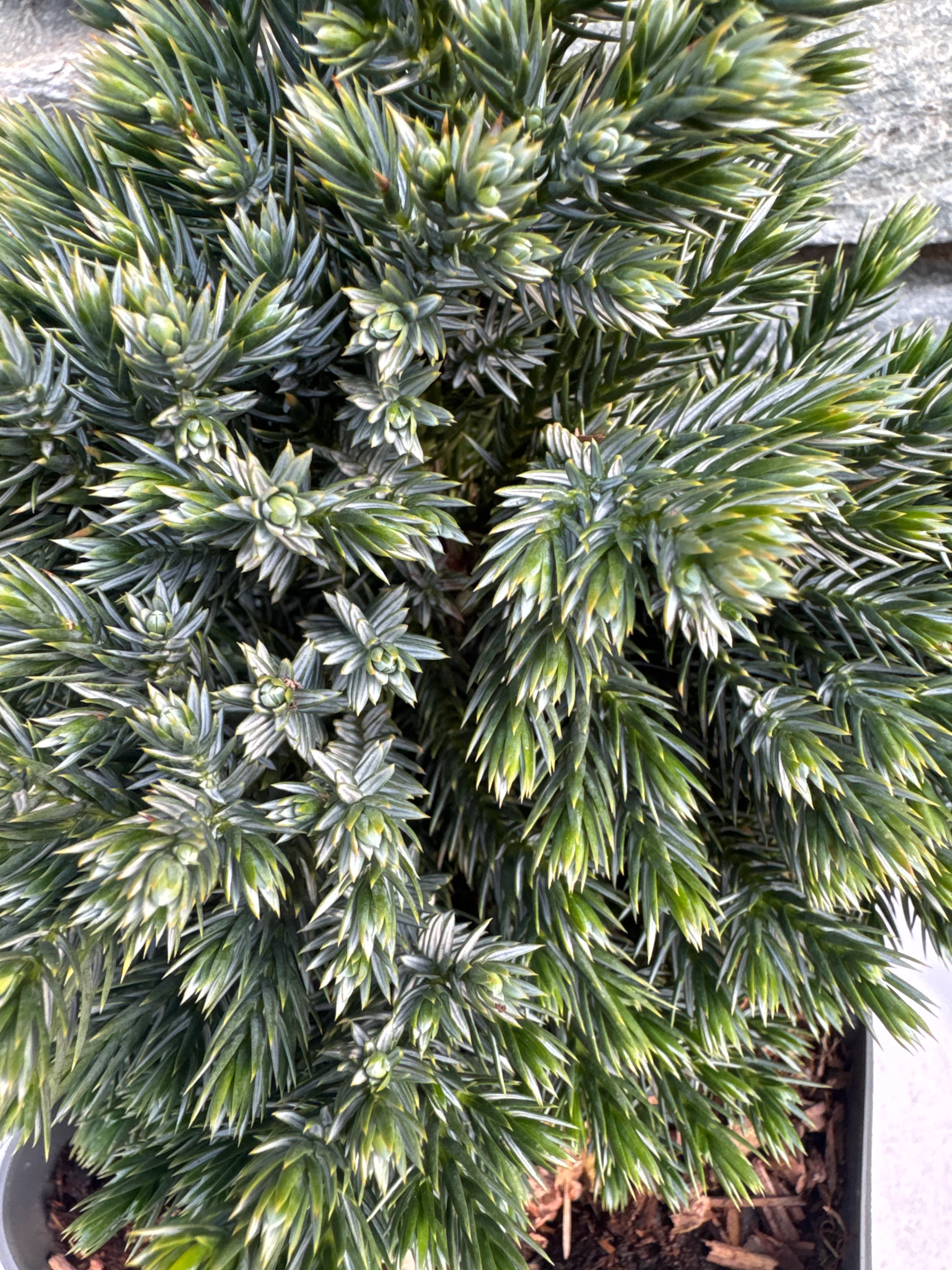Juniperus squamata Blue Star - Image 3