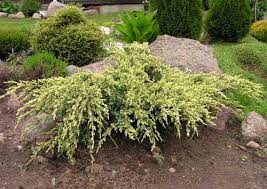 Juniperus squamata Holger