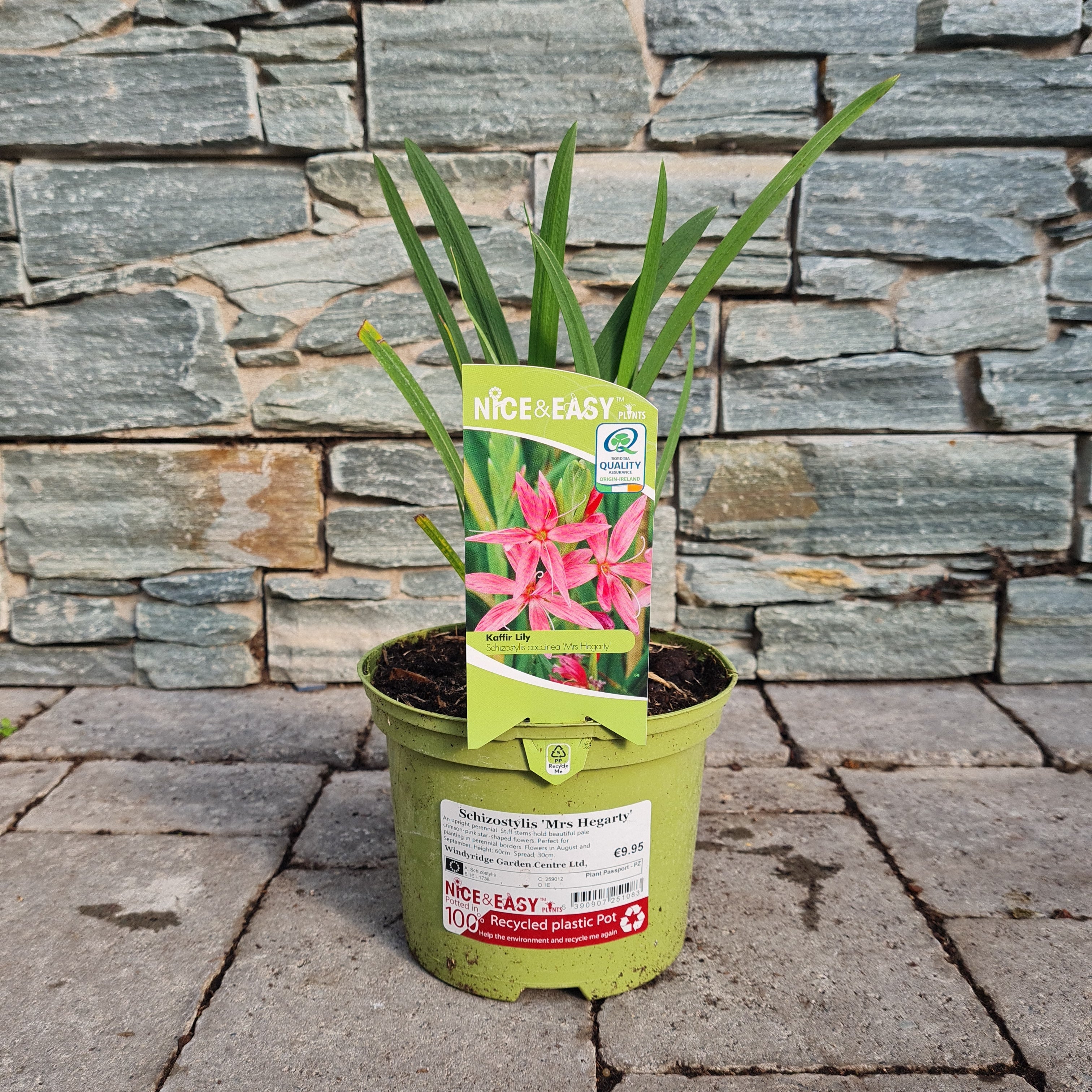 Kaffir Lily Schizostylis Mrs Hegarty (2Ltr Pot) - Image 2