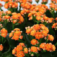 Kalanchoe Calandiva orange  P12