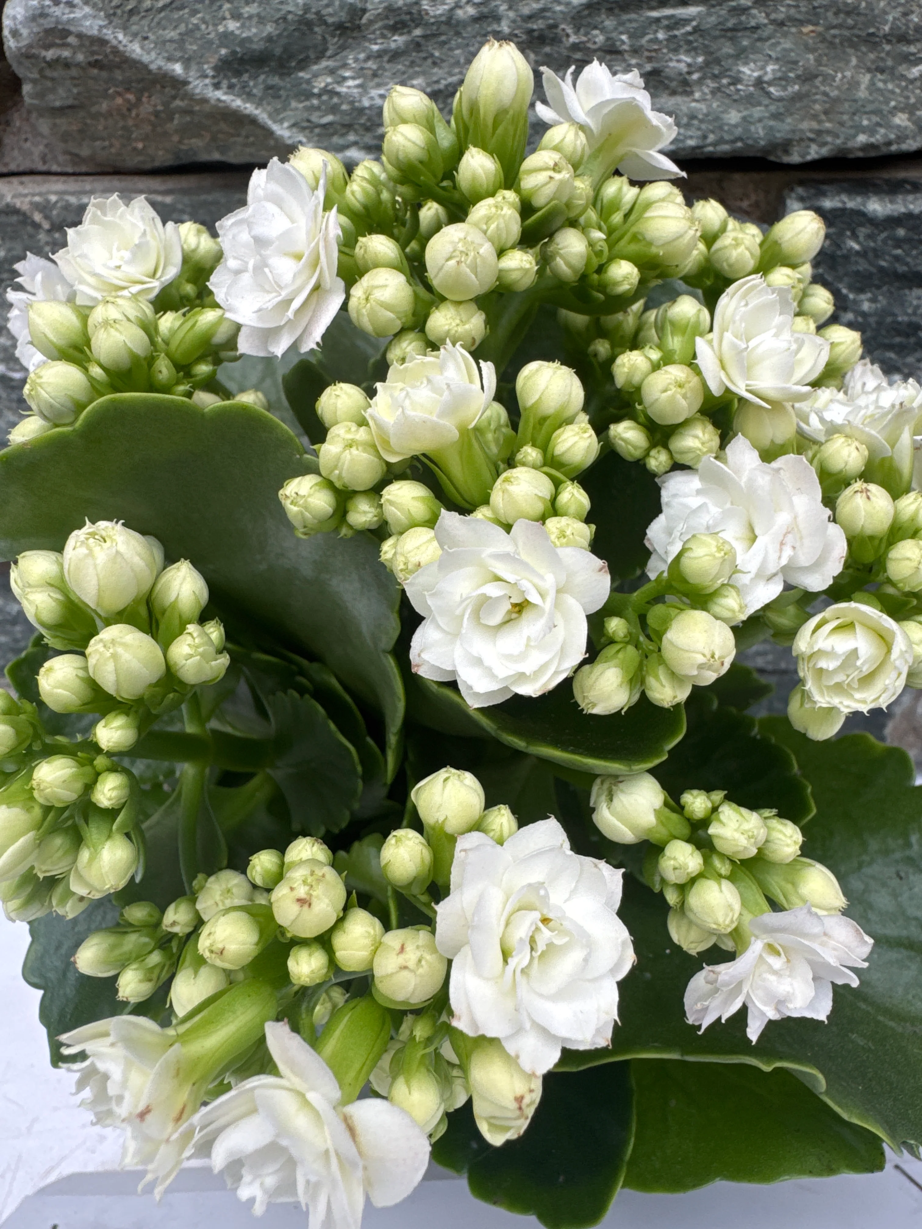 Kalanchoe  Calandiva  white - Image 3