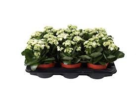Kalanchoe Don Cedra(white) glitter - Image 2