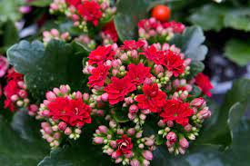 Kalanchoe Gardenlina  red  P15