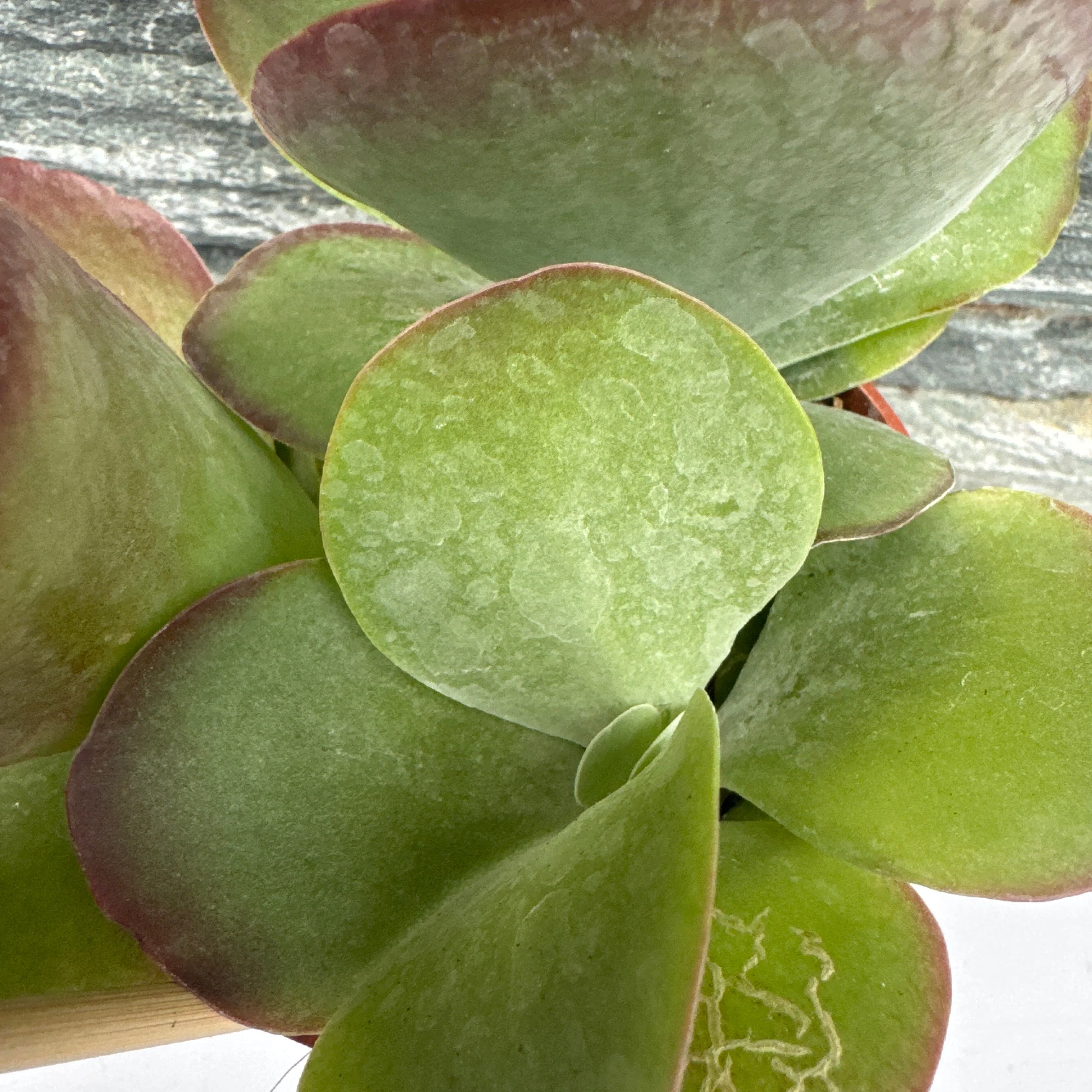Kalanchoe NF thyrsiflora . - Image 3