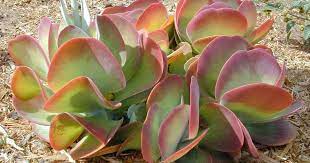 Kalanchoe thyrsiflora  P 8.5