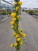 KERRIA JAPONICA PLENA - Image 2