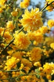 KERRIA JAPONICA PLENA - Image 3