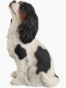 King Charles Spaniel D
