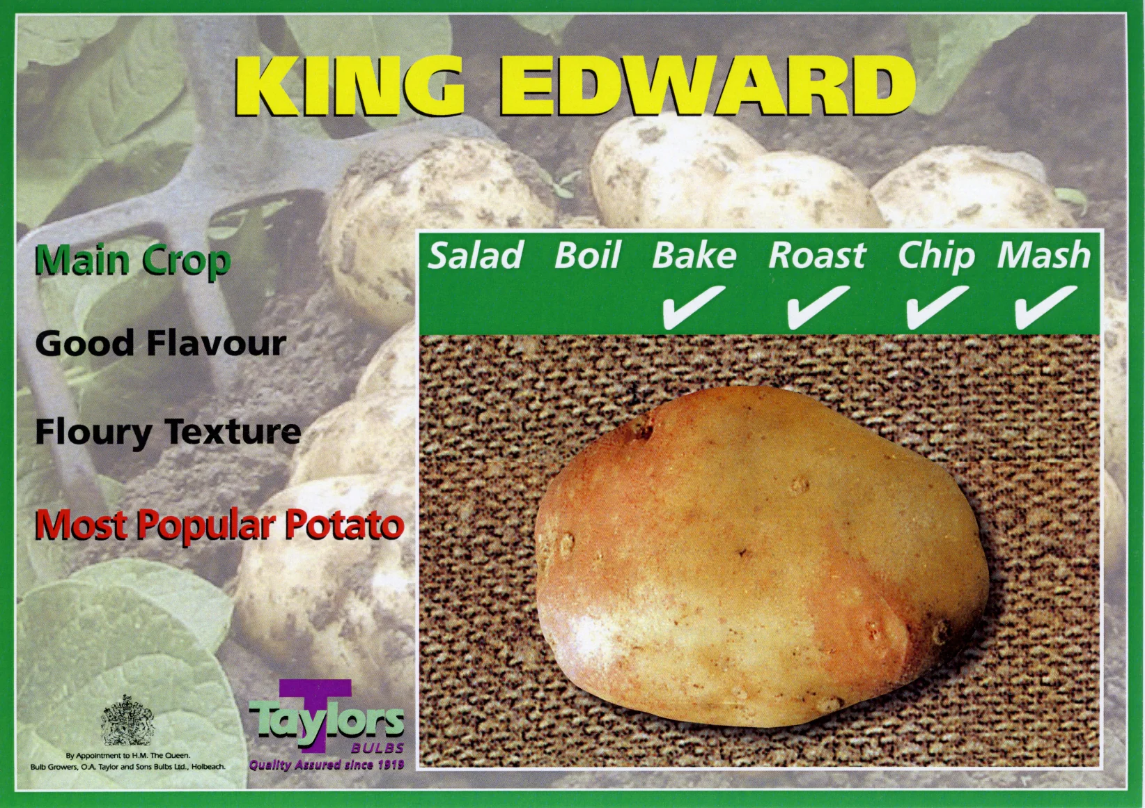 KING EDWARD SEED POTATOES - Image 2