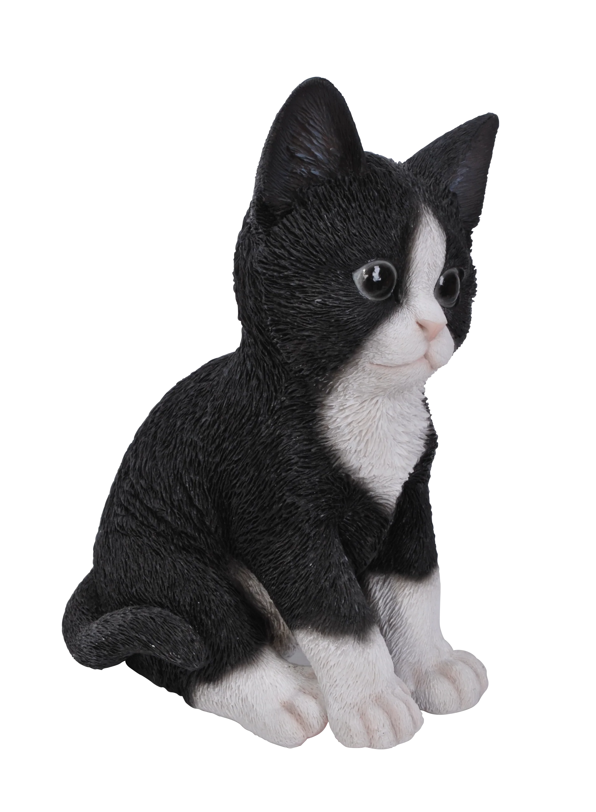 Kitten BLK/WHT
