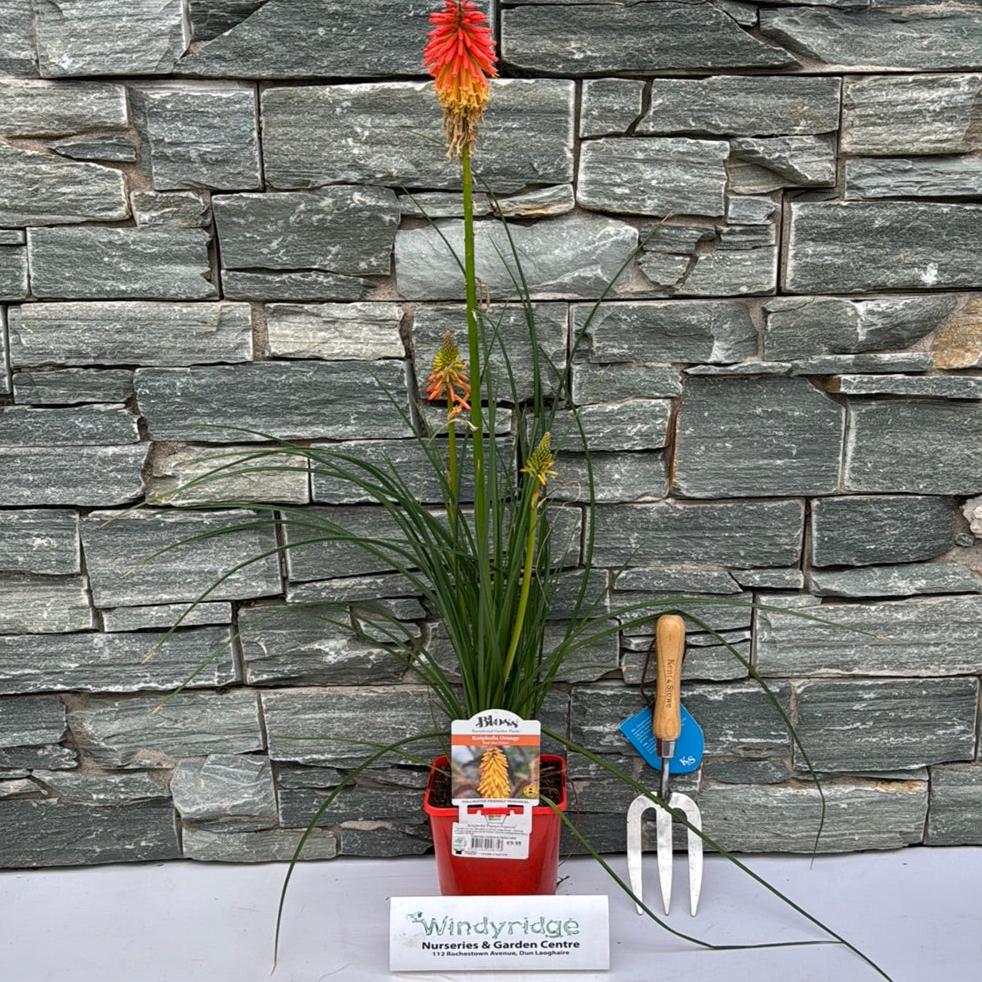Kniphofia 'Papaya Popsicle'
