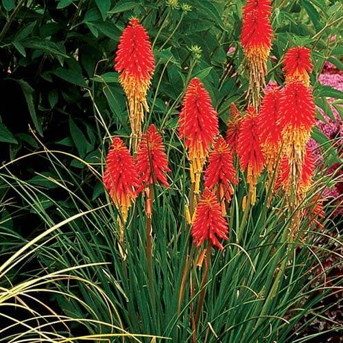 Kniphofia 'Papaya Popsicle' - Image 2