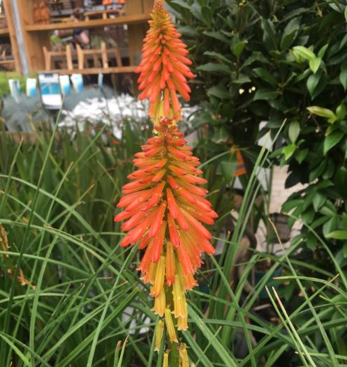 Kniphofia 'Papaya Popsicle' - Image 3