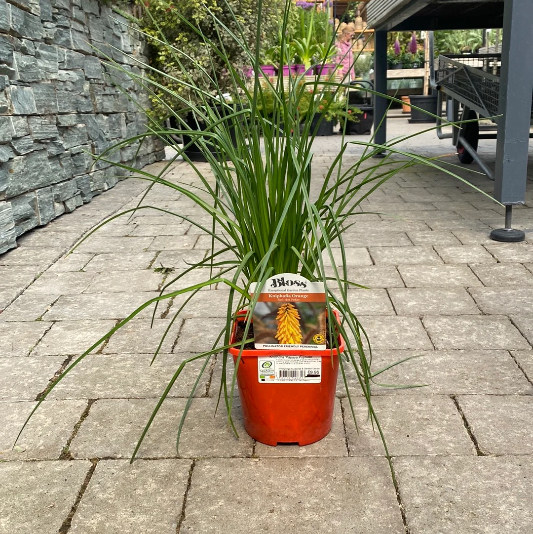 Kniphofia 'Papaya Popsicle' - Image 4