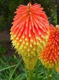 Kniphofia rooperi