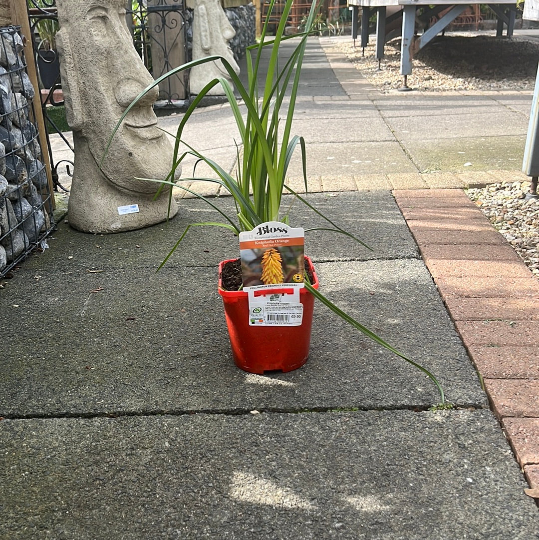 Kniphofia rooperi - Image 2
