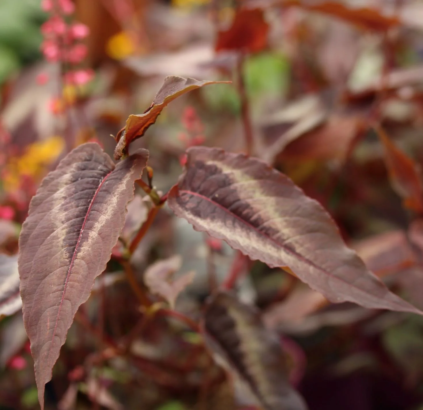 Knotweed Persicaria Red Dragon (2Ltr Pot) - Image 3