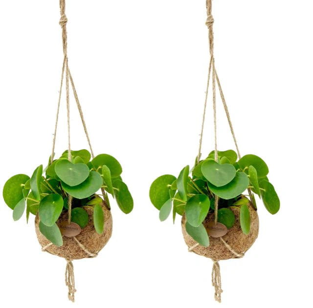 Kokodama Pilea  15 cm string pot - Image 2