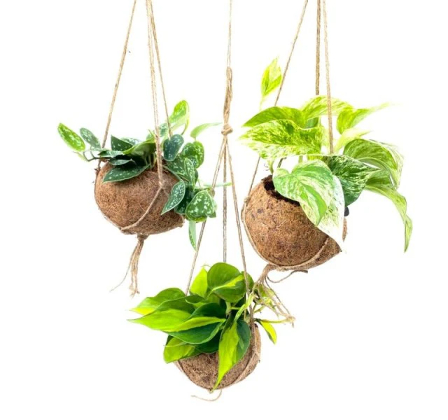 Kokodama Scindapsus 15 cm string pot