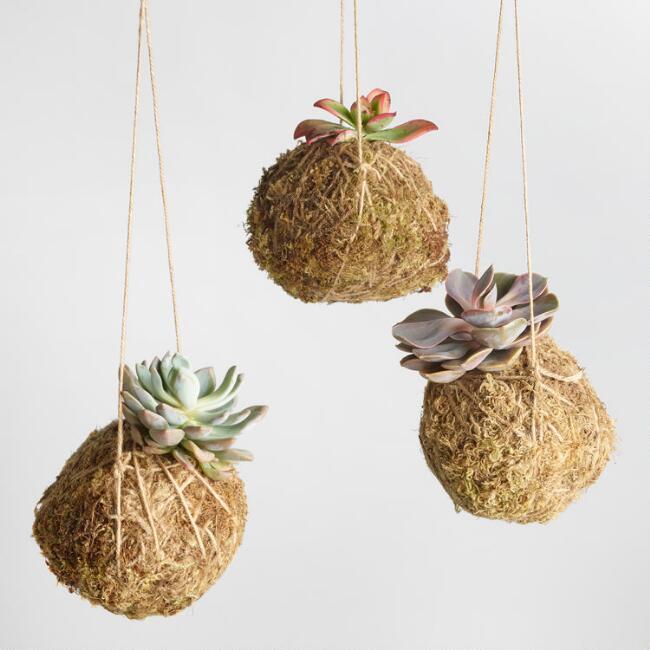 Kokodama succulent mix