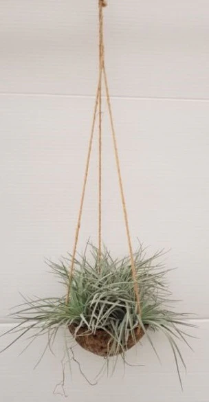 Kokodama Tillandsia  15 cm string pot