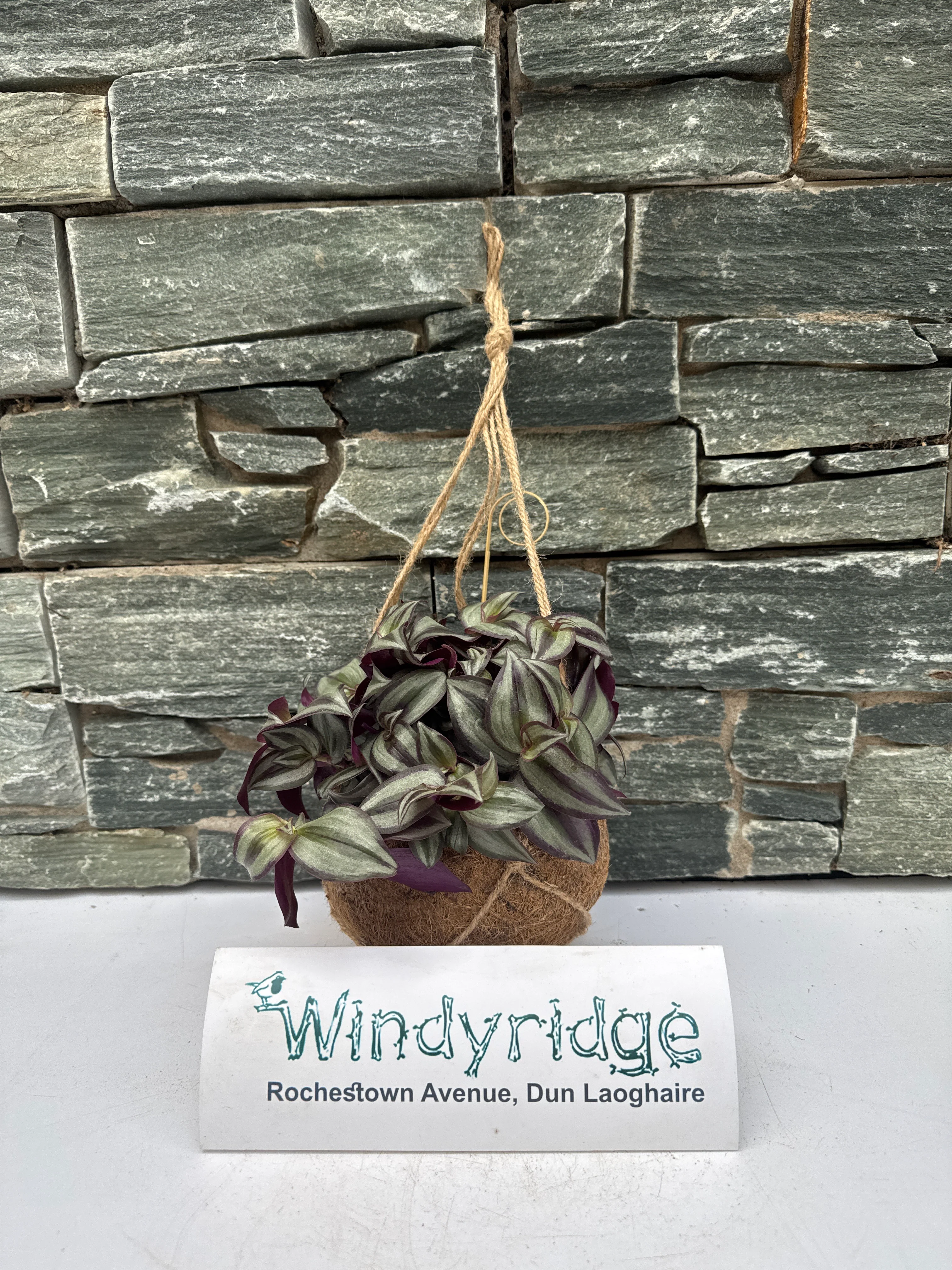 Kokodama Tradescantia  15 cm string pot - Image 3