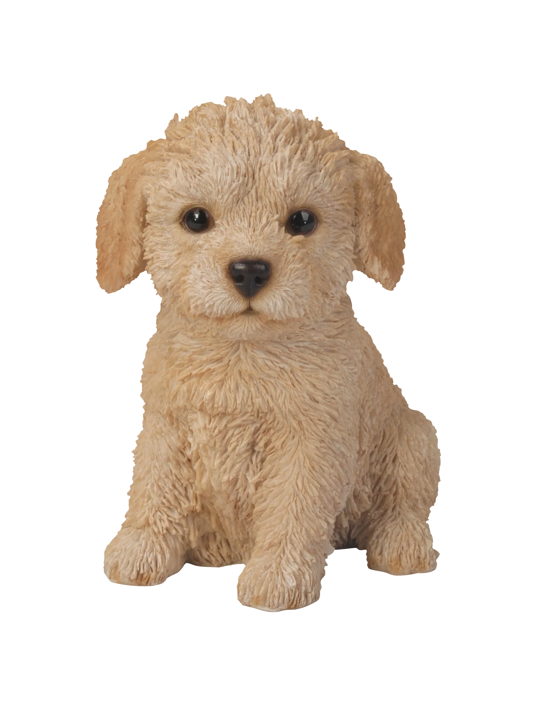 Labradoodle Puppy