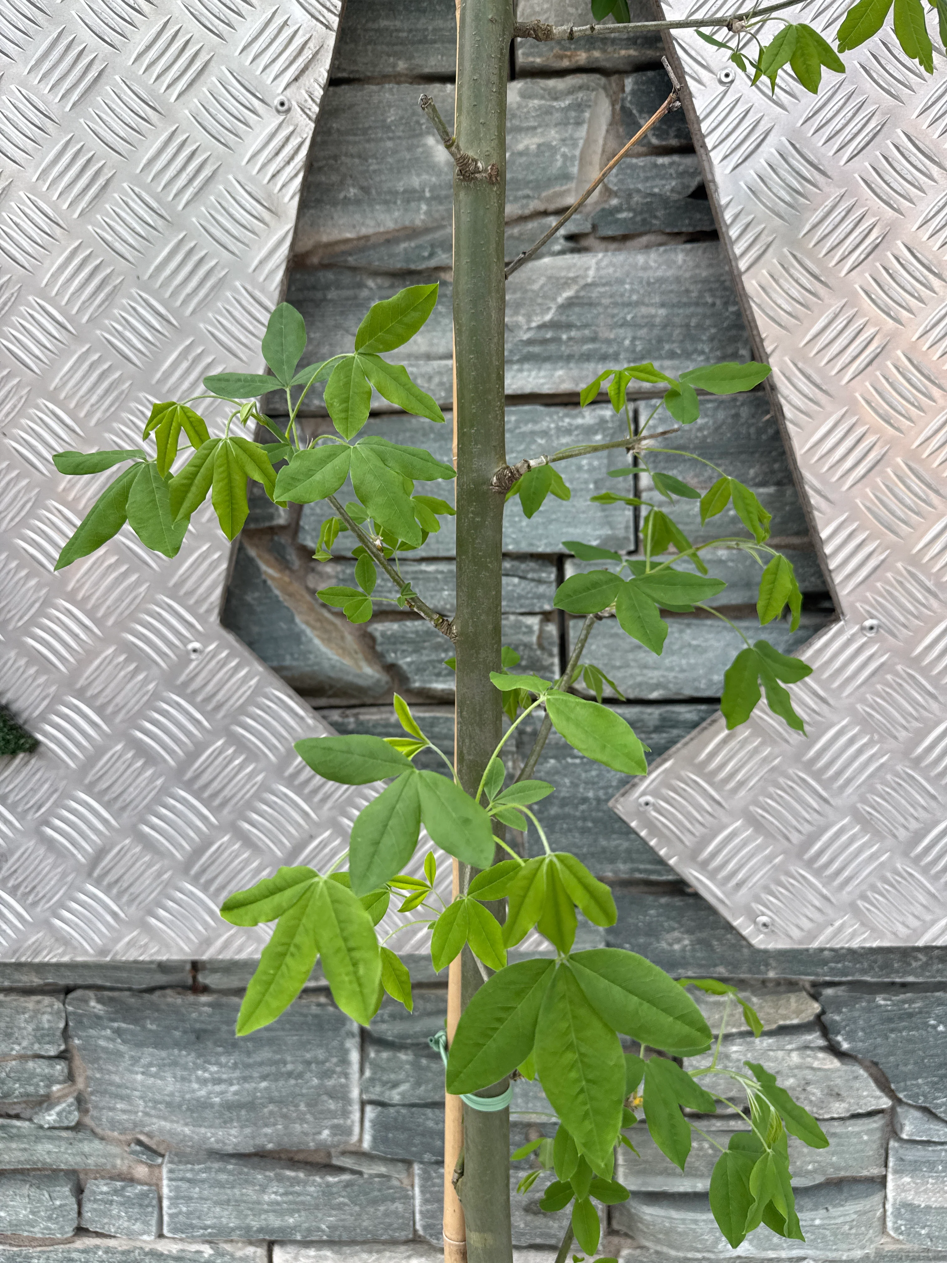 LABURNUM WATERII VOSSII - Image 5