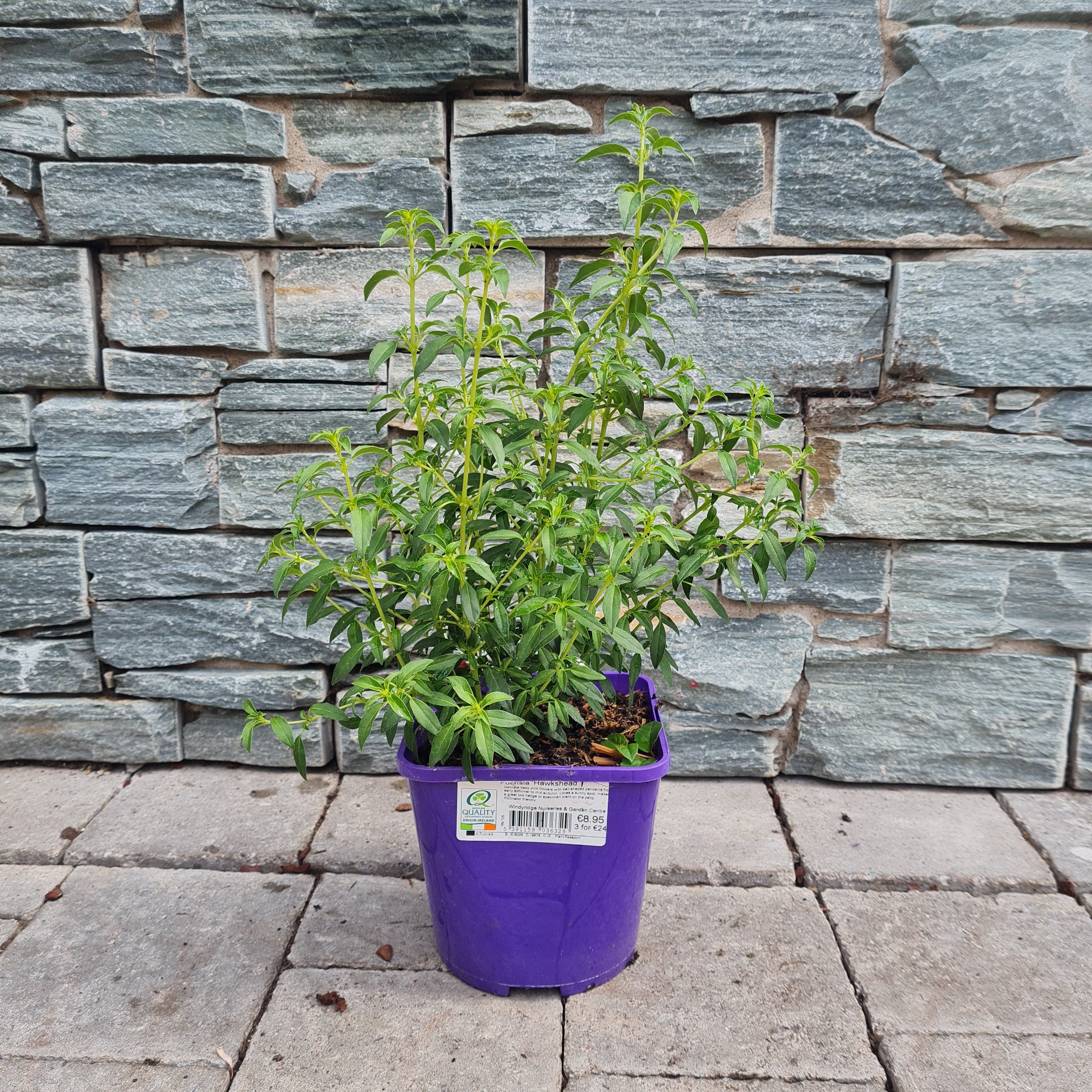 Ladys Eardrops Fuchsia Hawkshead (2Ltr Pot) - Image 2