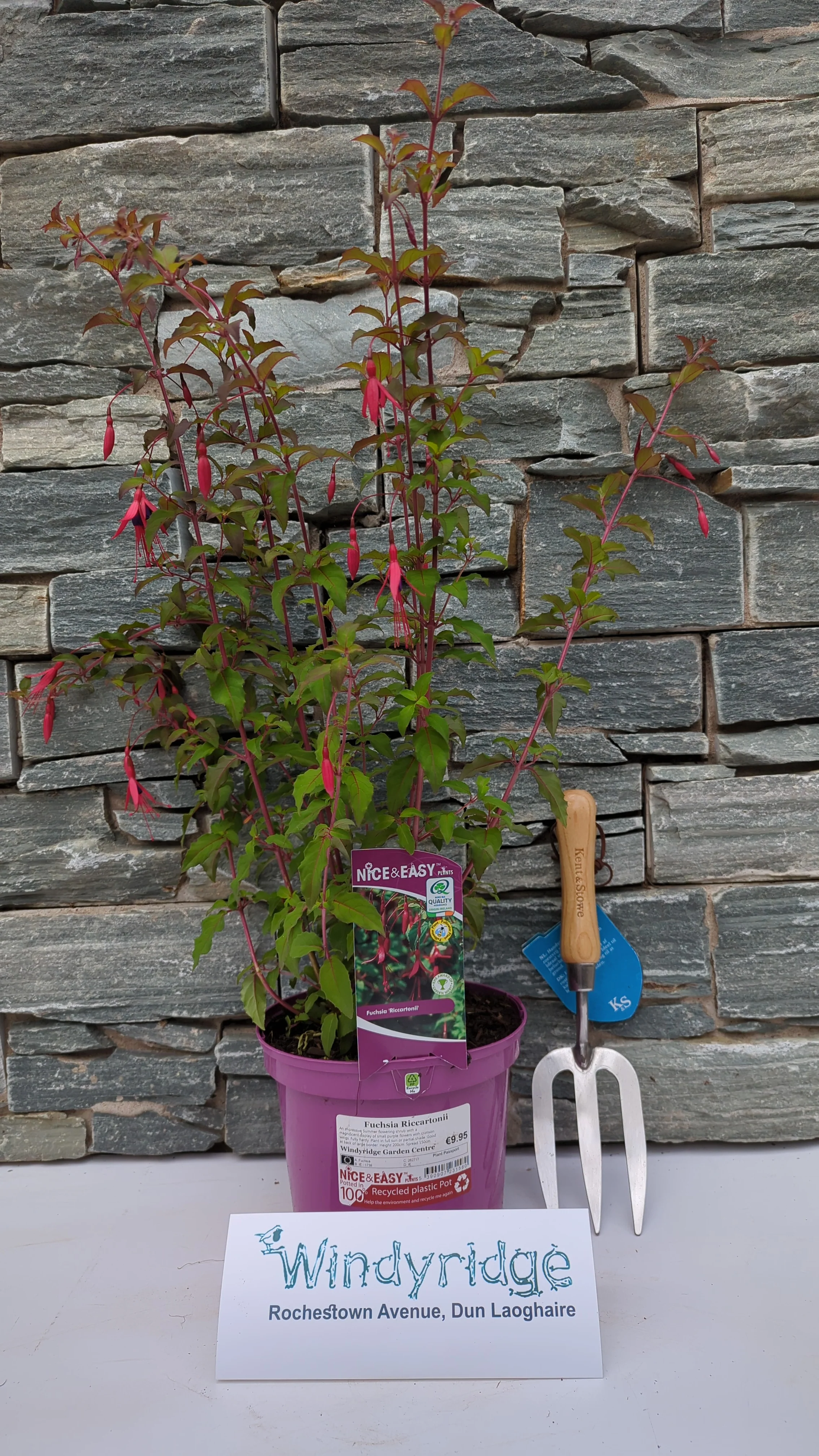 Ladys Eardrops (Fuchsia Riccartonii) - Image 2
