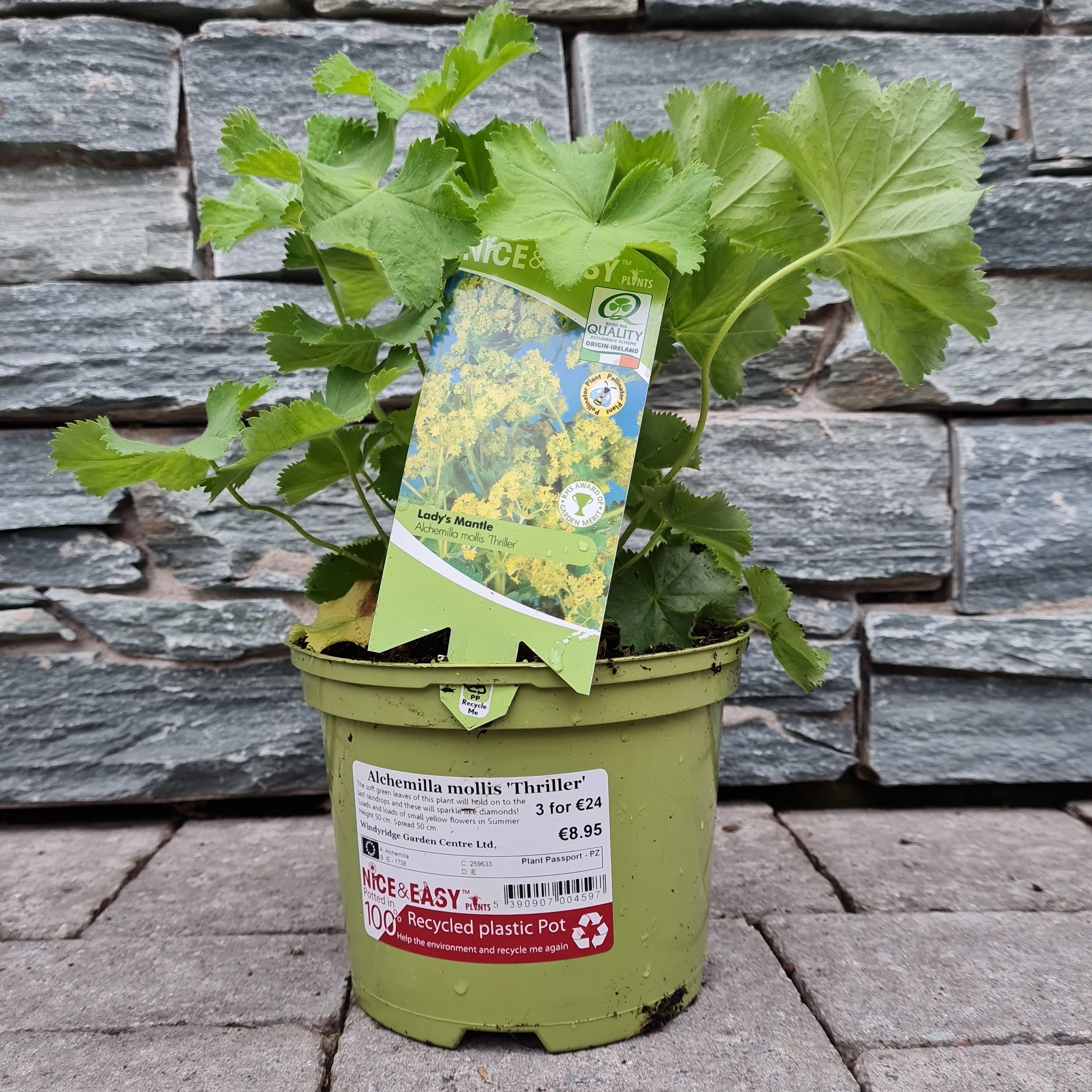 Ladys Mantle Alchemilla Mollis Thriller (2Ltr Pot) - Image 3