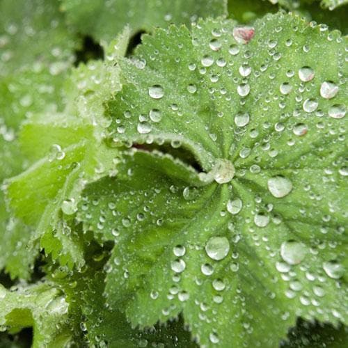Ladys Mantle Alchemilla Mollis Thriller (2Ltr Pot) - Image 4