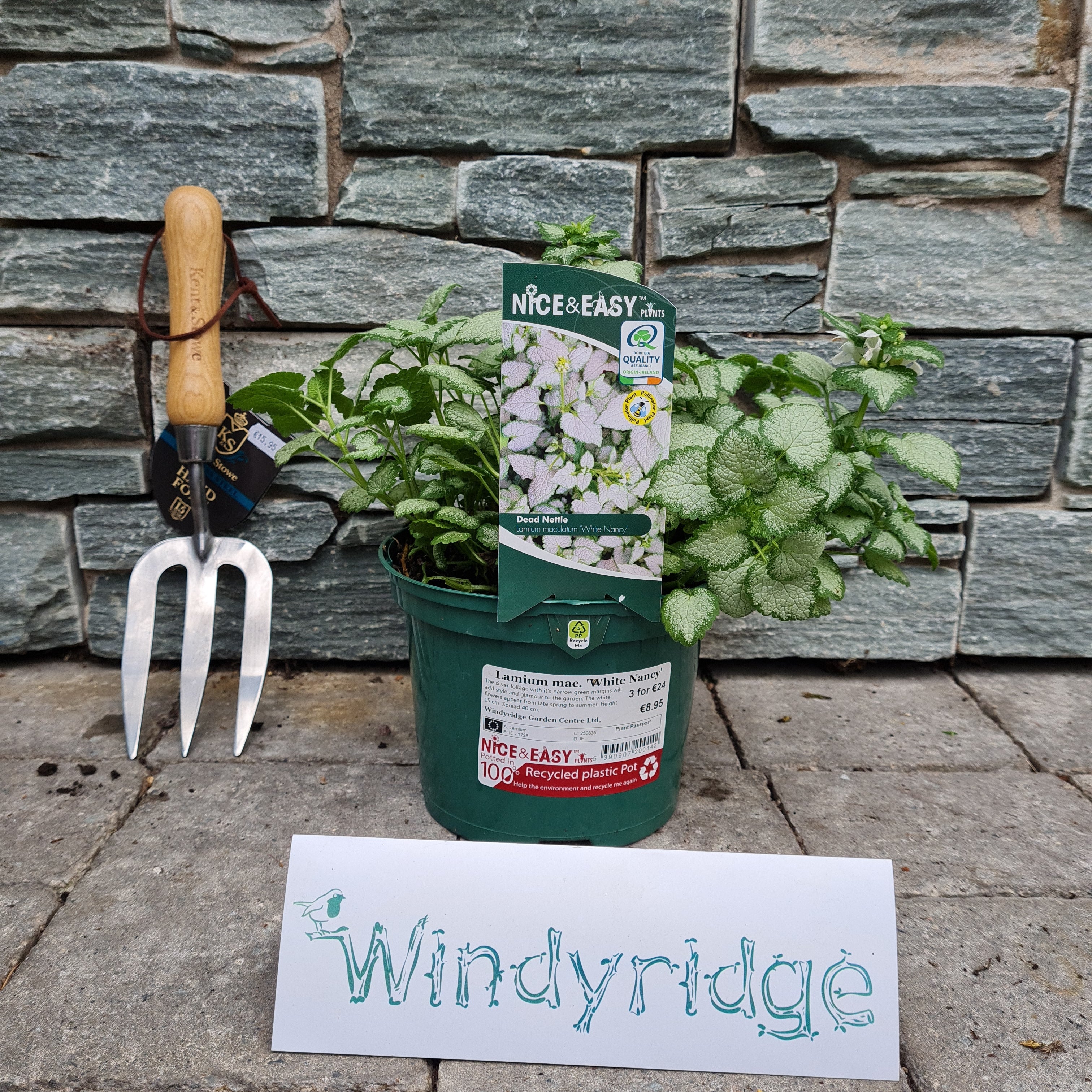 Lamium mac. White Nancy